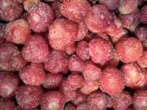 Aardbeien
