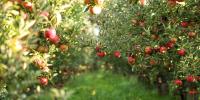 fruitbomen