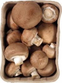 kastanje champignon