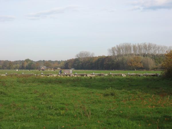 kippen 15