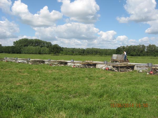 kippen 3